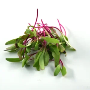 beetroot microgreens