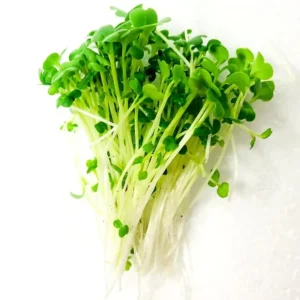 Organic Broccoli Microgreens