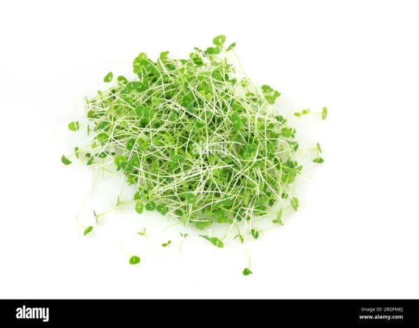 Organic Chia Microgreens