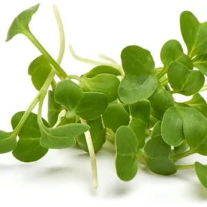radish microgreens