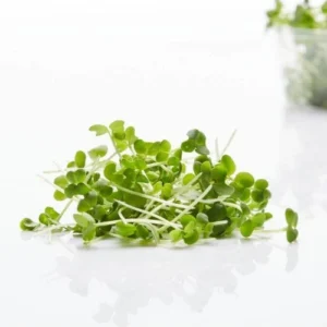organic mustard microgreens