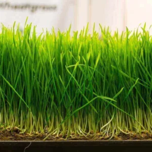 wheatgrass