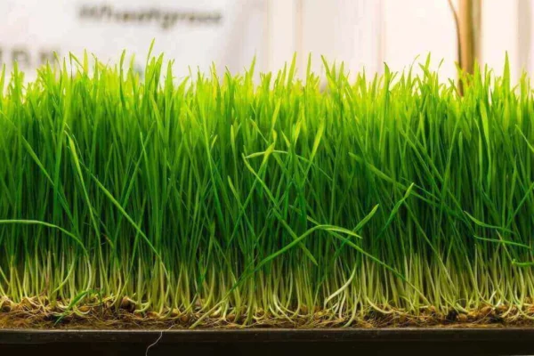 wheatgrass